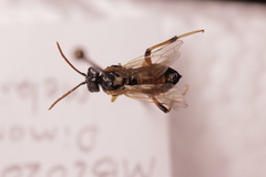 Dimorphopteryx melanognathus