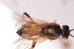 Dimorphopteryx melanognathus