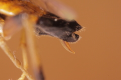 Dimorphopteryx melanognathus