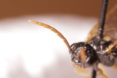 Dimorphopteryx melanognathus