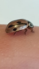 Mulsantina hudsonica