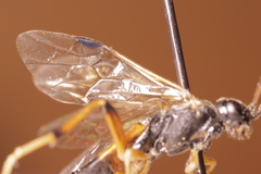 Dimorphopteryx melanognathus