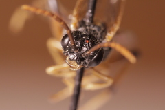 Dimorphopteryx melanognathus