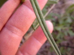 Lithospermum mirabile