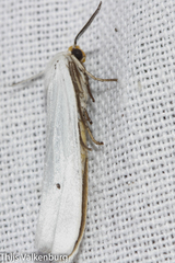 Coscinia chrysocephala