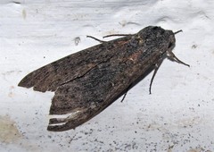 Lintneria phalerata
