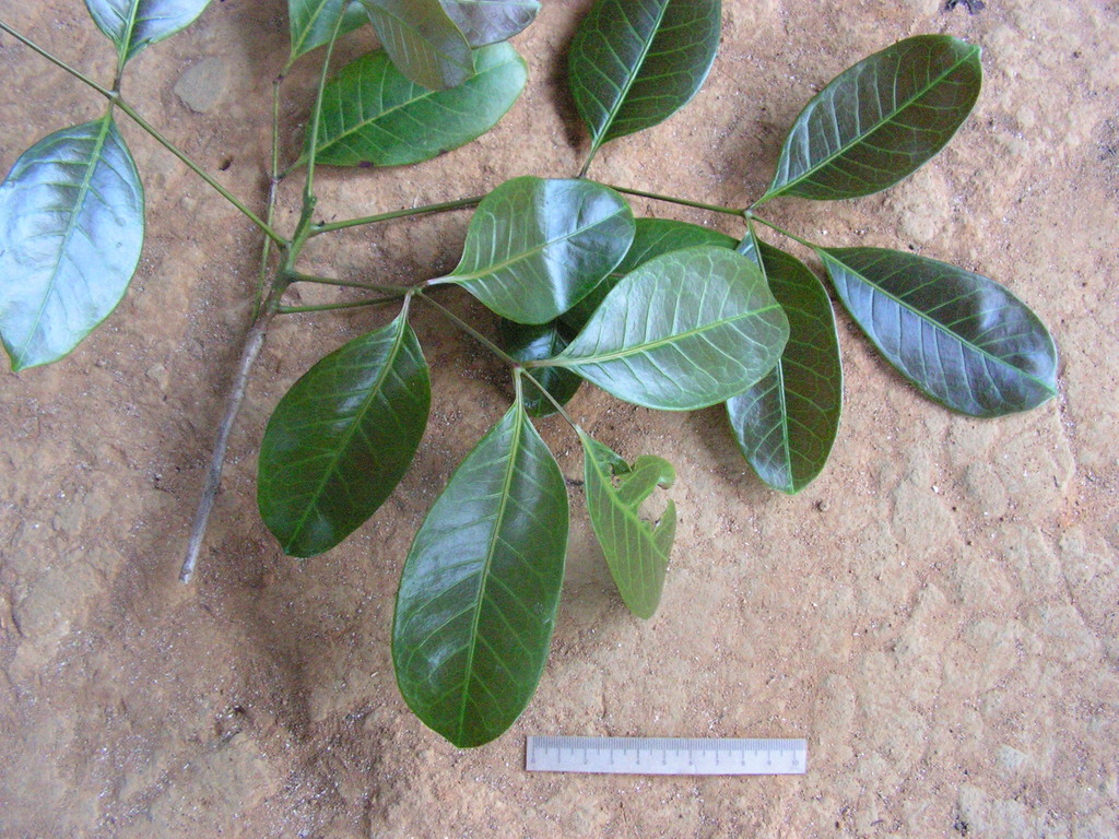 Protium catuaba