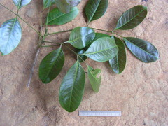 Tetragastris catuaba