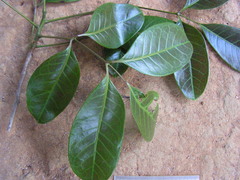 Tetragastris catuaba