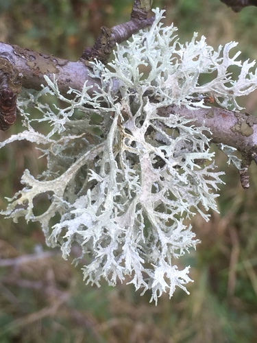 Sodinė briedragė nuotrauka