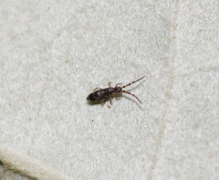Paronellides