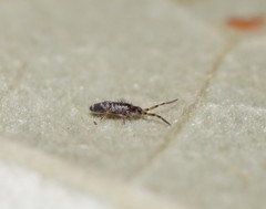 Paronellides