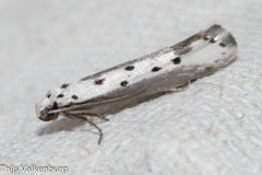 Ethmia terminella