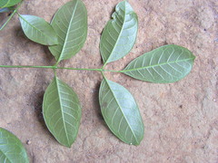 Tetragastris catuaba