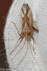 Phytocoris miridioides