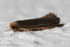 Monopis nigricantella