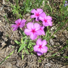 Phlox drummondii