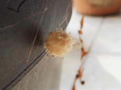Latrodectus geometricus