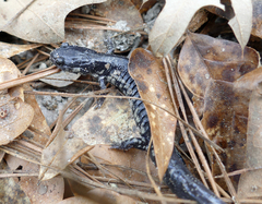 Plethodon ocmulgee