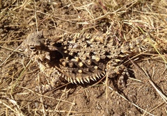Phrynosoma coronatum