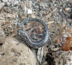Plethodon ocmulgee