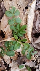 Agrimonia rostellata