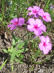 Phlox drummondii