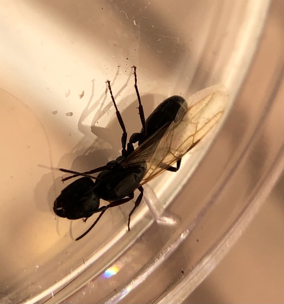 Camponotus caryae