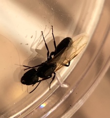 Camponotus caryae