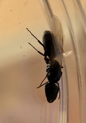 Camponotus caryae