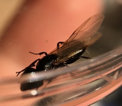 Camponotus caryae