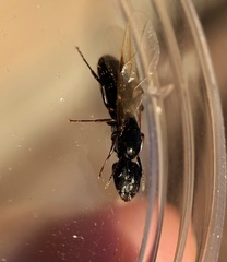 Camponotus caryae