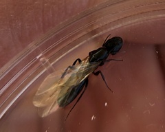 Camponotus caryae