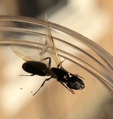 Camponotus caryae