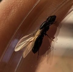 Camponotus caryae