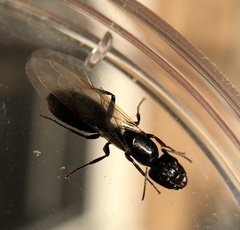 Camponotus caryae