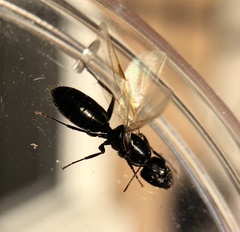 Camponotus caryae
