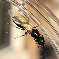 Camponotus caryae