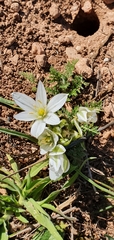 Ornithogalum baeticum image