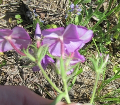 Phlox drummondii