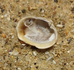 Irus crenatus