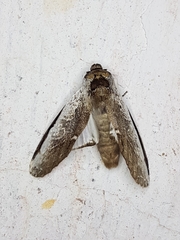 Lirimiris lignitecta