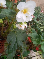 Begonia × tuberhybrida