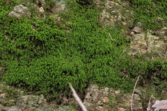 Trachycystis microphylla