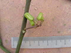 Angiospermae