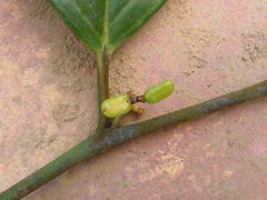 Angiospermae