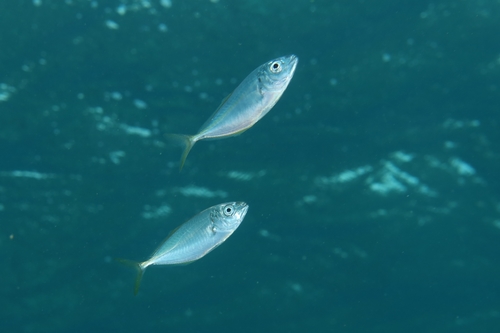 Araara (Pseudocaranx dentex) — Carangidae — 3