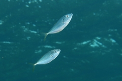 Pseudocaranx dentex