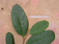 Angiospermae