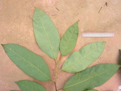 Angiospermae